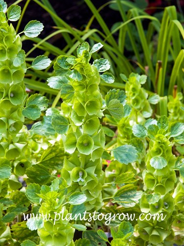 Bells of Ireland (Moluccella laevis) 
The green structure normally called a flower is a group of sepals called a calyx.